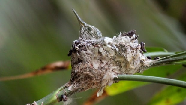 Fine issued to Trans Mountain pipeline for harming birds reduced from $88K to $4K