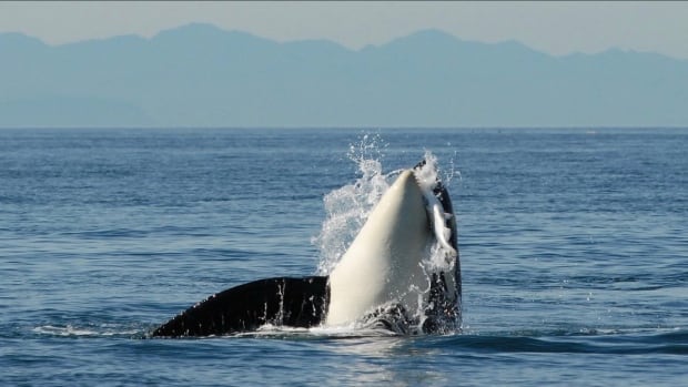 Toilet paper toxin found in endangered killer whales, say B.C. researchers