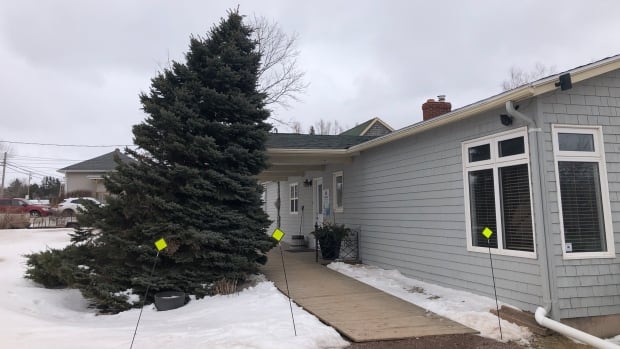 P.E.I. landscaper braces for a busy spring righting trees Fiona left leaning