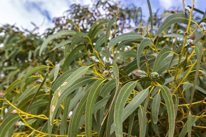 Taiwan limits use of Eucalyptus globulus leaf and extract to food flavourings from Jan 2024