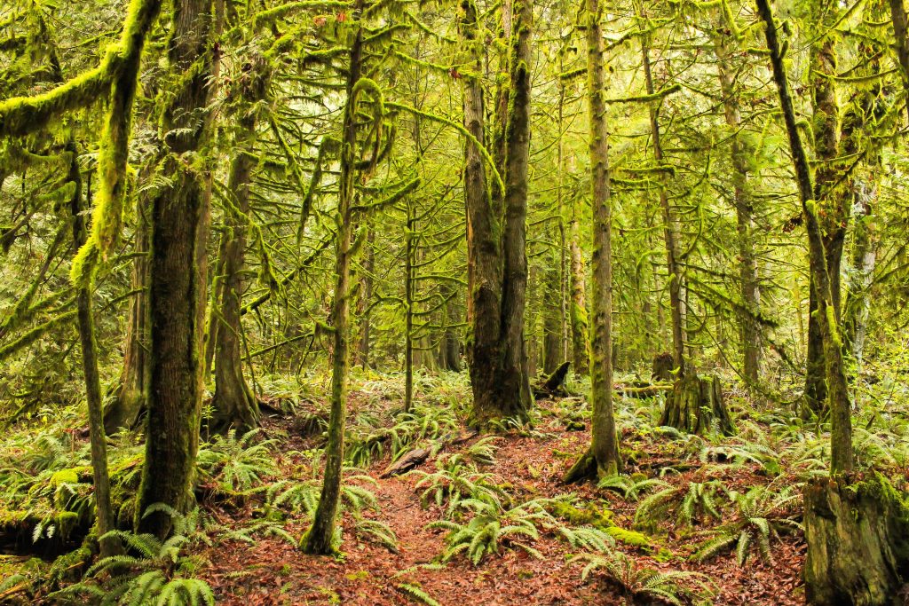 Do Trees Really Support Each Other through a Network of Fungi?