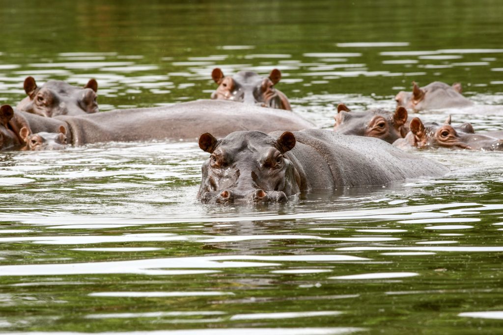 Pablo Escobar’s ‘Cocaine Hippos’ Spark Conservation Fight