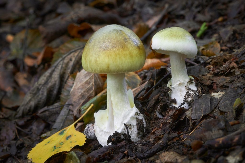 World’s Deadliest Mushroom May Now Have an Antidote