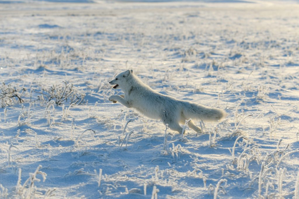 Mapping Arctic Foxes’ Spectacular Solo Journeys