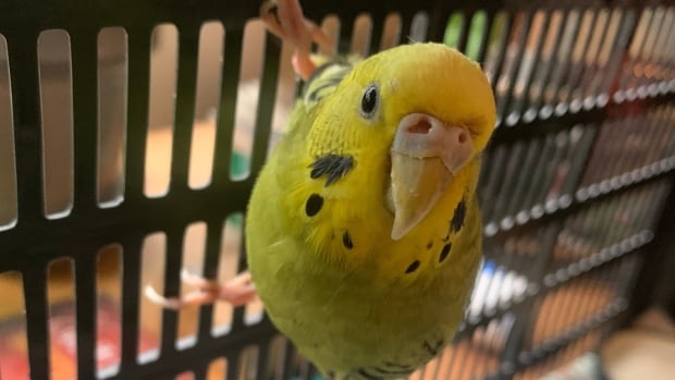 ‘It’s getting out of hand,’ say B.C. bird rescuers reporting an unusual surge in escaped budgies