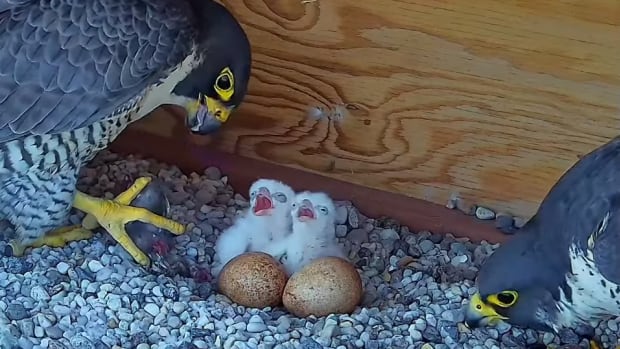 Montrealers’ favourite falcon family has some new additions