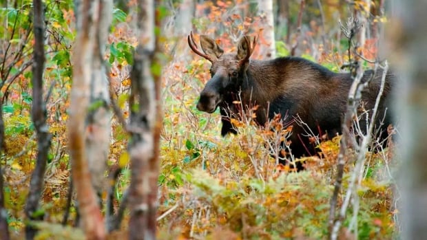 Forest fires could destabilize Quebec wildlife for years to come, say experts