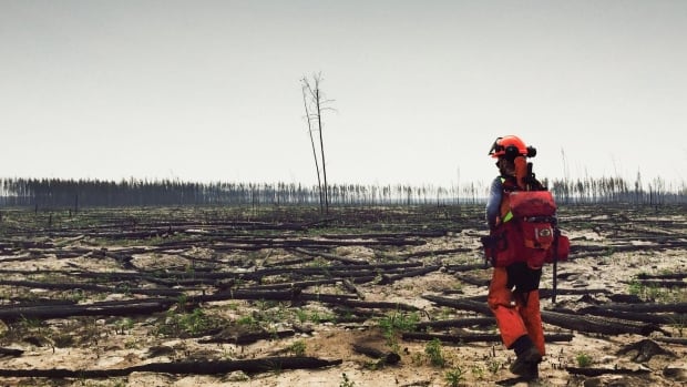 Climate change, fires transform some of Canada’s boreal forests into savannahs