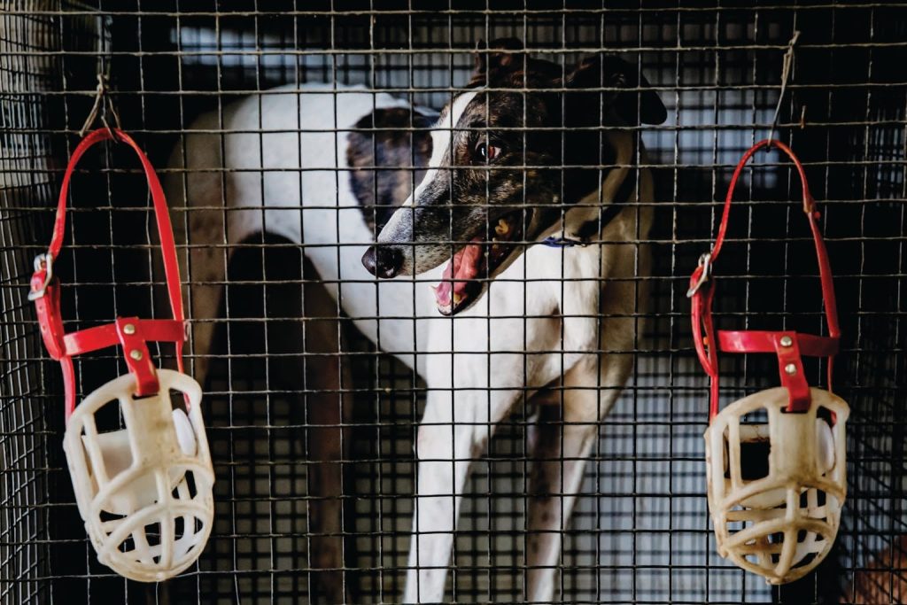 How Greyhound Racing Drove the Evolution of a Superparasite