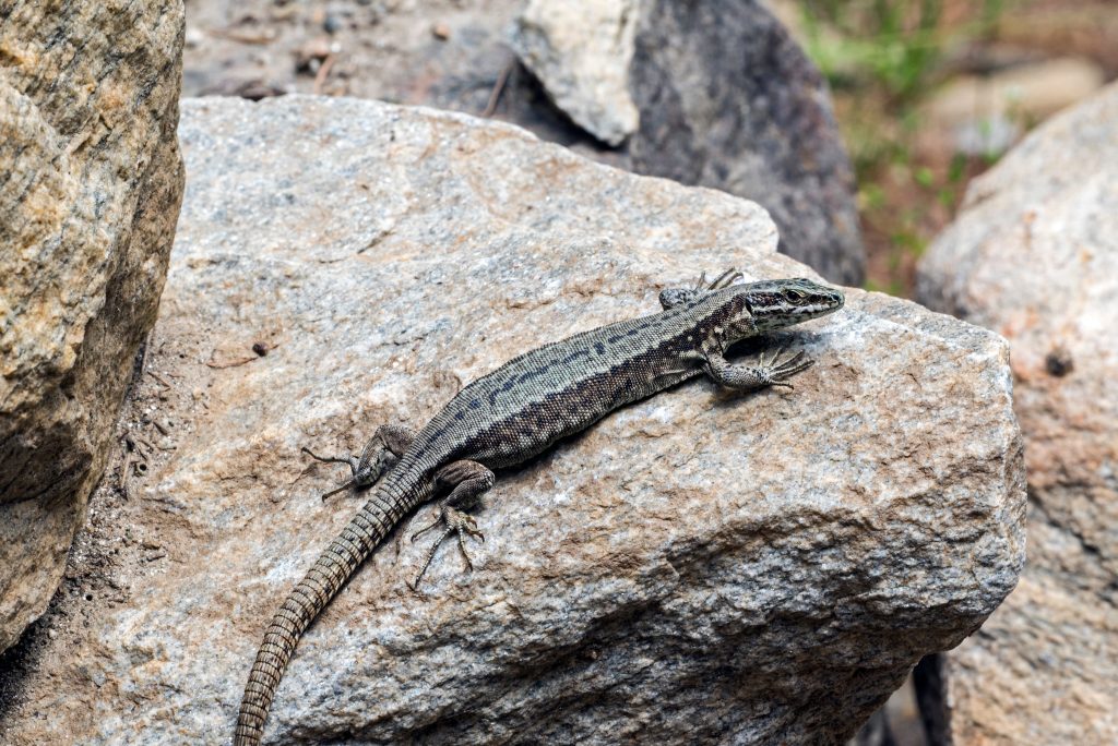 Some Lizards Can Smell Their Rivals’ Size