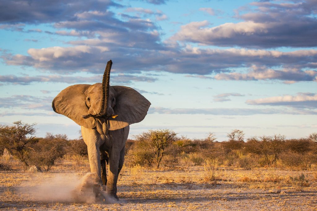 Elephants’ Giant Hot Testicles Might Be the Reason They Get Less Cancer