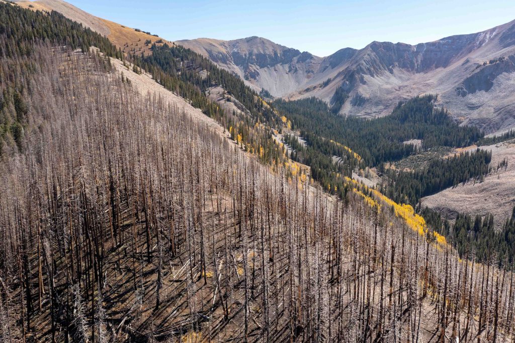 Forests Are Losing Their Ability to Hold Carbon