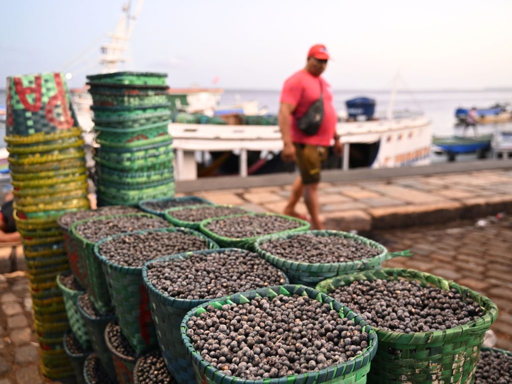 Acai berry craze boosts incomes in the Brazilian Amazon, but at a cost