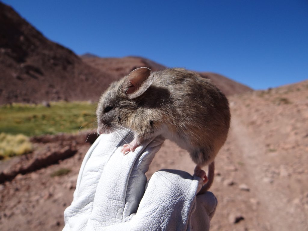 Mouse Mummies Show Life Persists in Mars-like Environment