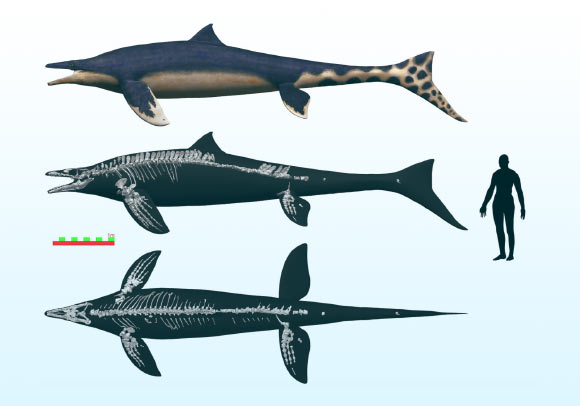 Cretaceous-Period Mosasaur Had Enormous, Wing-Shaped Flippers