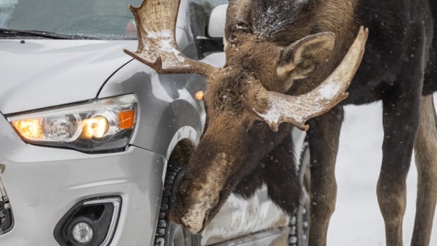 ‘Try not to let moose lick your car,’ warns Parks Canada, as more moose flock to highways