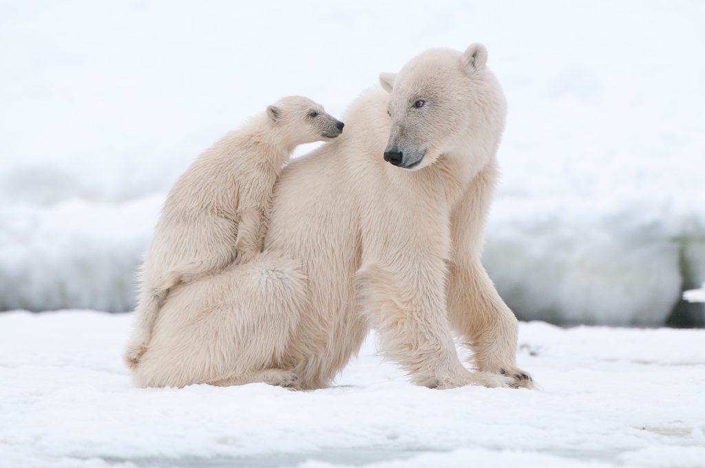 Polar Bear Dens Are Hard for Humans to See, but Drone-Mounted Radar Can Help