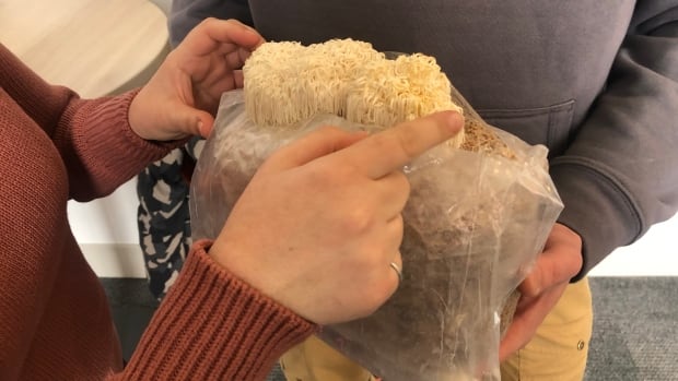 P.E.I. ‘mushroom nerds’ selling locally prepared at-home grow kits