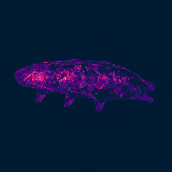 Tun Formation in Tardigrades is Mediated by Reactive Oxygen Species, Study Shows