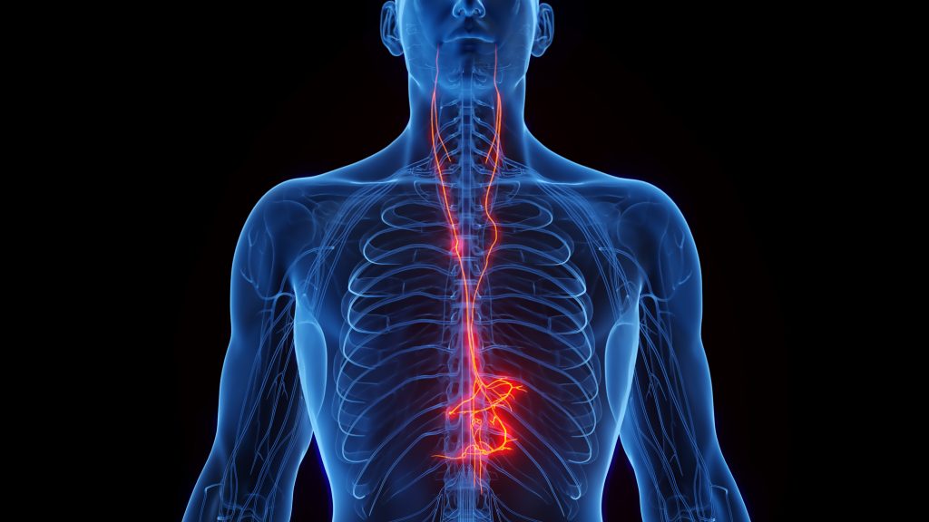 Zapping the Vagus Nerve Could Relieve Some Long COVID Symptoms