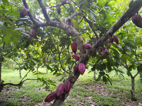 Rapidly Spreading Virus Threatens Health of Cacao Trees, Researchers Say