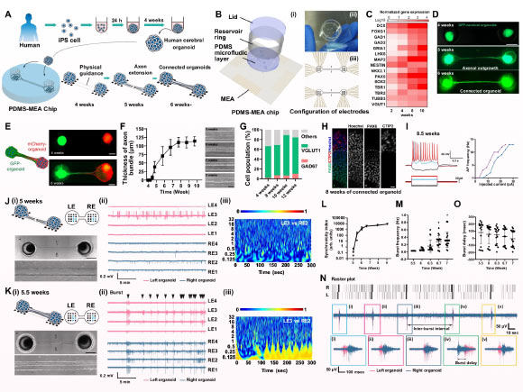 Neuroscientists Create Human Brain-Mimicking Tissues in Lab