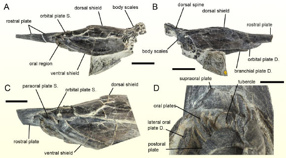 Early Jawless Fish was Filter-Feeder, Paleontologists Find