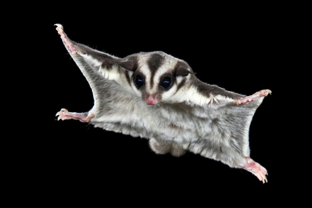 How Sugar Gliders Got Their Wings