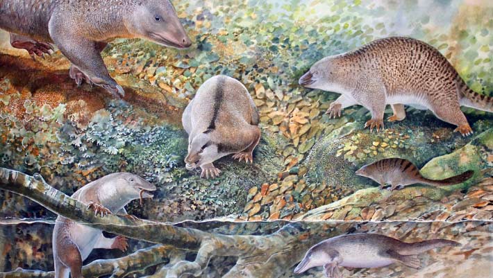 Three New Species of Fossil Monotremes Found in Australia