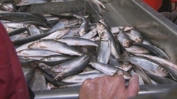 Atlantic herring suffering in warming Gulf of St. Lawrence