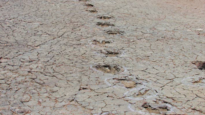 Paleontologists Discover Matching Sets of Dinosaur Footprints in Africa and South America