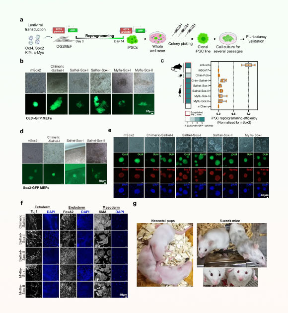 Researchers Recreate Mouse from Choanoflagellate Gene that Predates Animals