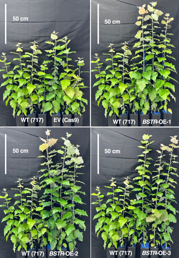 Newly-Discovered Gene Enhances Photosynthetic Efficiency and Plant Productivity