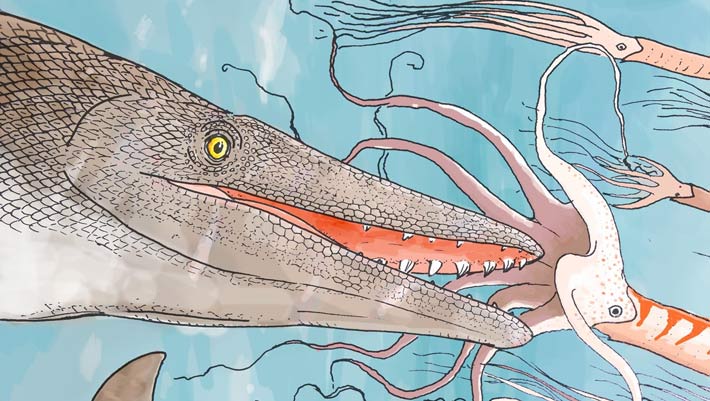 New Species of Durophagous Mosasaur Unearthed in Morocco