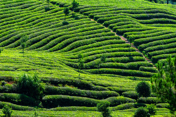 Hainan Island’s Tea Plants Are Unique Variety of Camellia sinensis: Study