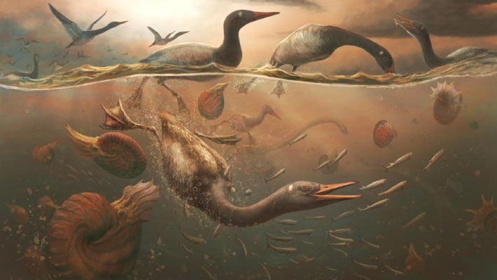 Earliest-Known Waterfowl Lived in Antarctica 69 Million Years Ago